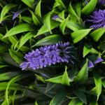 Konstgjorda Växter Lavendel Lila Grön av Plast för Vardagsrum och Trädgård Set om 2 UV-Beständig Växt i Blomkruka 70 cm