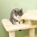 Skrapstolpe Kattträd Beige av Sisal och Plysch för Katter upp till 5 kg med Grotta och Säng 112 cm