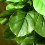 Konstgjord Ficus med 90 Realistiska Blad och Plastkruka för Vardagsrum och Kontor Hållbar och Prisvärd Grön Plast för Inomhusbruk 110 cm