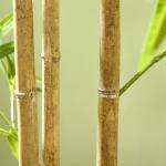 Konstgjord Växt Bambu Grön av Plast för Inomhusbruk Konstträd med 830 Blad 180 cm
