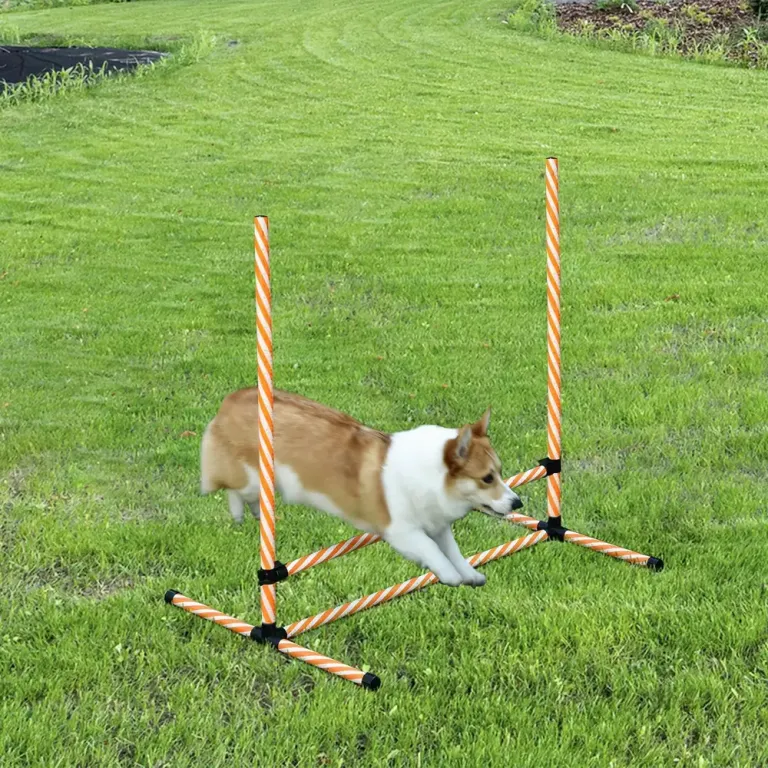 Agility Träningsset Hundsport Orange av Plast för Hundar