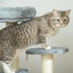 Liten Skrapstolpe med Kattkorg Hängmatta och Sisalpelare Kattträd för Små Katter Grå Ø40 X H65 Cm