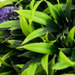 Konstgjorda Växter Lavendel Lila Grön av Plast för Vardagsrum och Trädgård Set om 2 UV-Beständig Växt i Blomkruka 70 cm