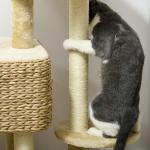 Kattskrapstolpe Kattträd Beige av Sisal och Plysch för Katter upp till 6 kg med 2 Liggytor och Lekboll Kattmöbler 98 cm