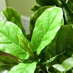 Konstgjord Ficus med 90 Realistiska Blad och Plastkruka för Vardagsrum och Kontor Hållbar och Prisvärd Grön Plast för Inomhusbruk 110 cm