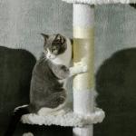 Takhögt Kattträd, Justerbar Höjd, Sittplattformar, Tippskydd, Lekbollar, Vit, 2,25–2,55 m