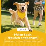 Agilityset Hund 6 Hinder Blå Plast för Träning Slalomhinder och Koner med Väska Justerbar Höjd 80 cm